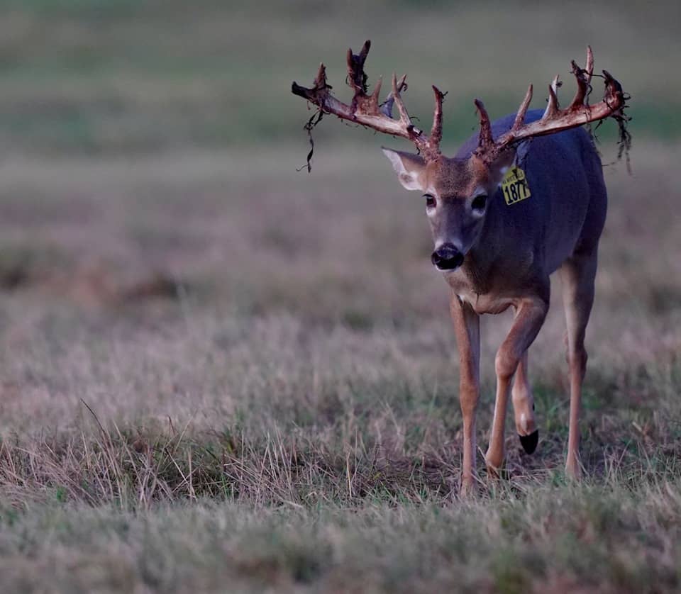 Whitetail yearling 1877 on our Texas deer breeding farm.