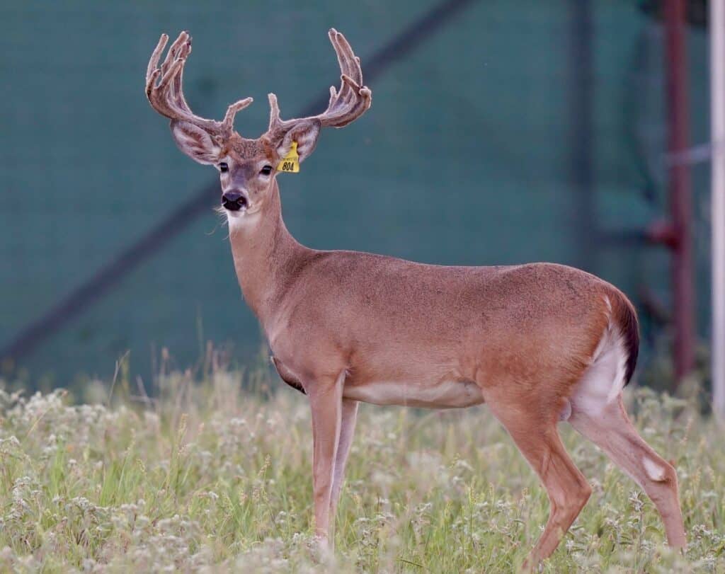 Whitetail yearling Yellow 804 on our Texas deer breeding farm