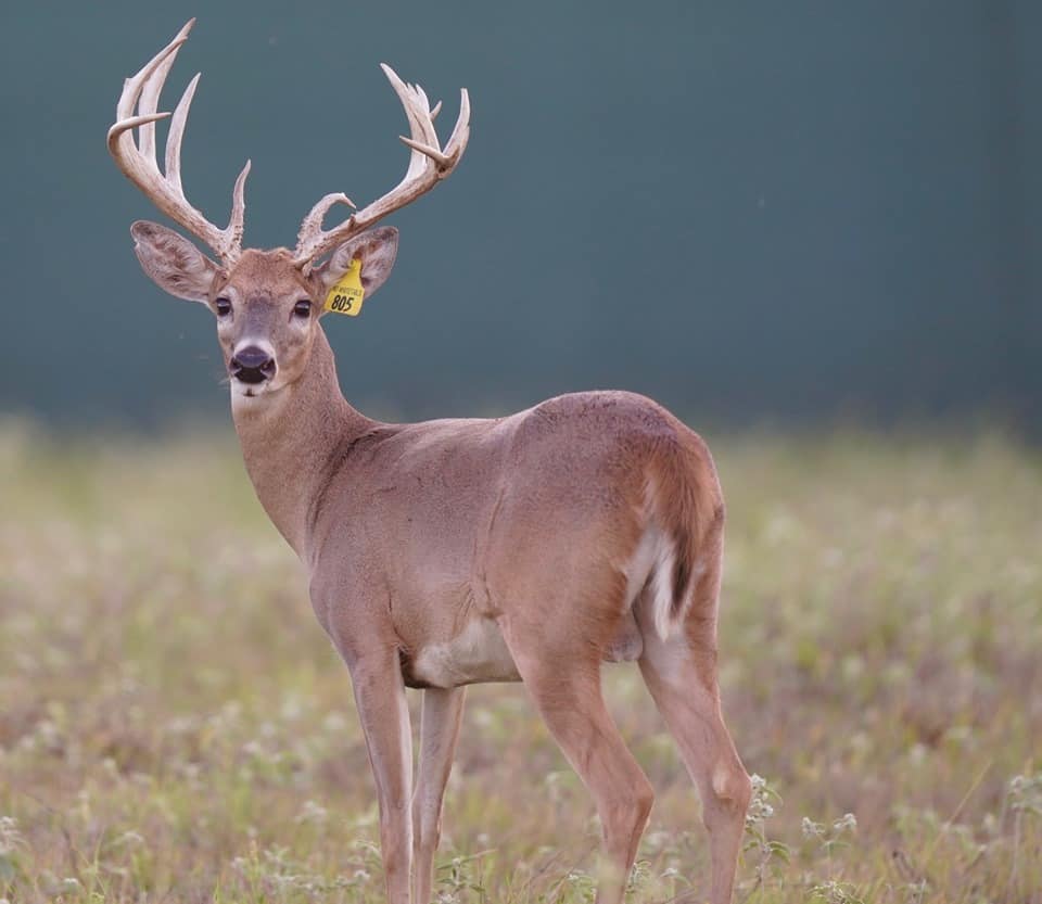 Whitetail yearling Yellow 805 on our deer farm in Texas.