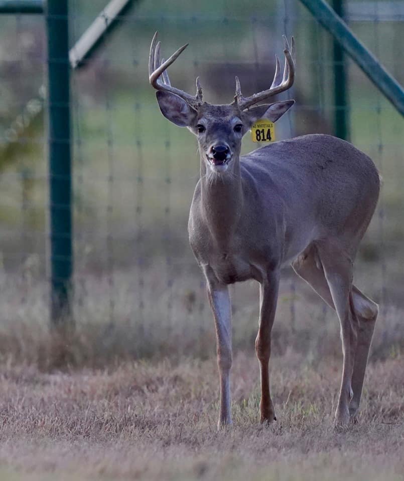 Whitetail yearling Yellow 814 in the pen on our deer farm in Texas