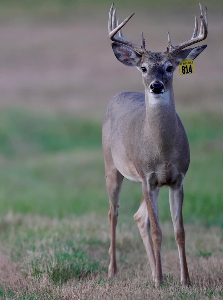 Whitetail yearling deer Yellow 814 on our Texas deer breeding farm