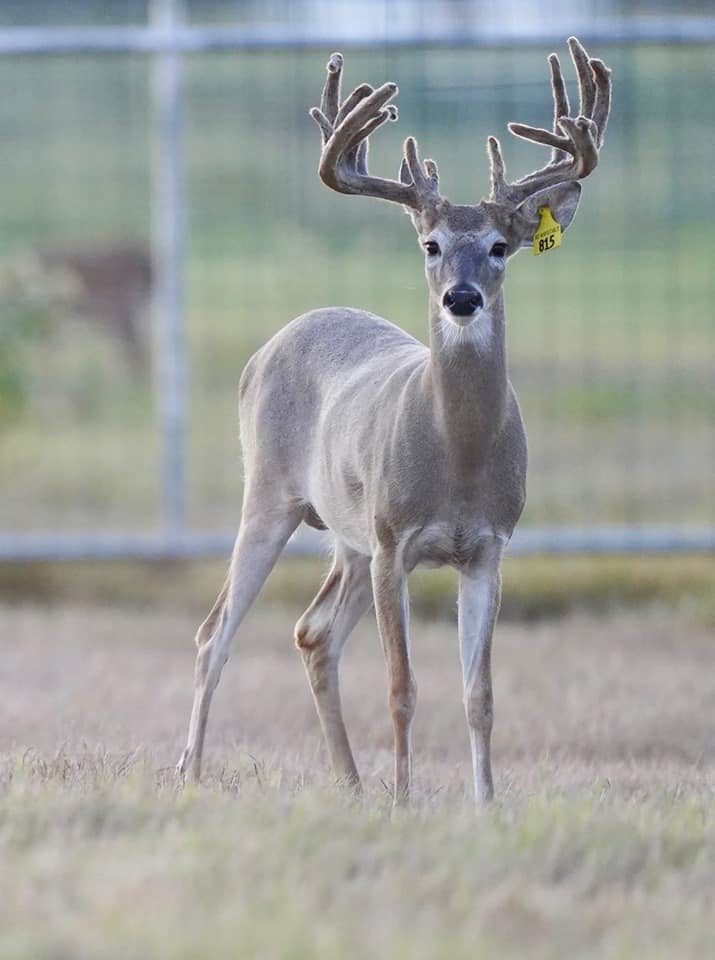 Whitetail yearling Yellow 815 of our deer farm in Texas.