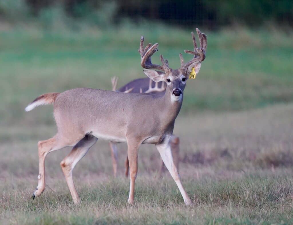 Whitetail yearling Yellow 815 out for a stroll on our Texas deer farm.