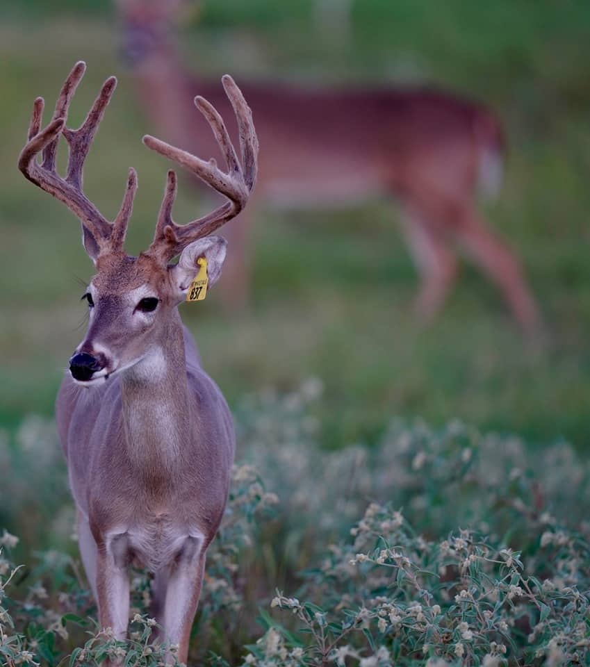 Whitetail yearling deer Yellow 837 in the field on our Texas deer farm.