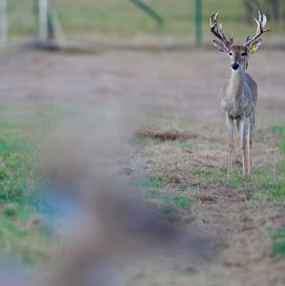Whitetail yearling deer Yellow 850 on our Texas deer breeders farm