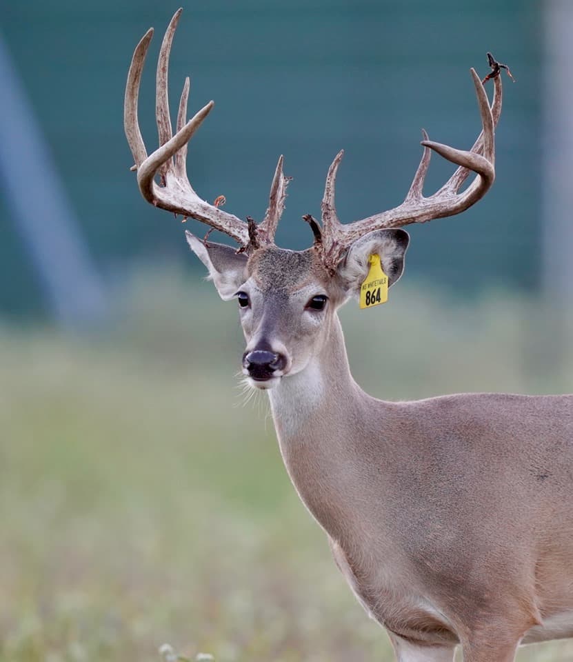 Whitetail yearling Yellow 864 on our Texas deer breeding farm