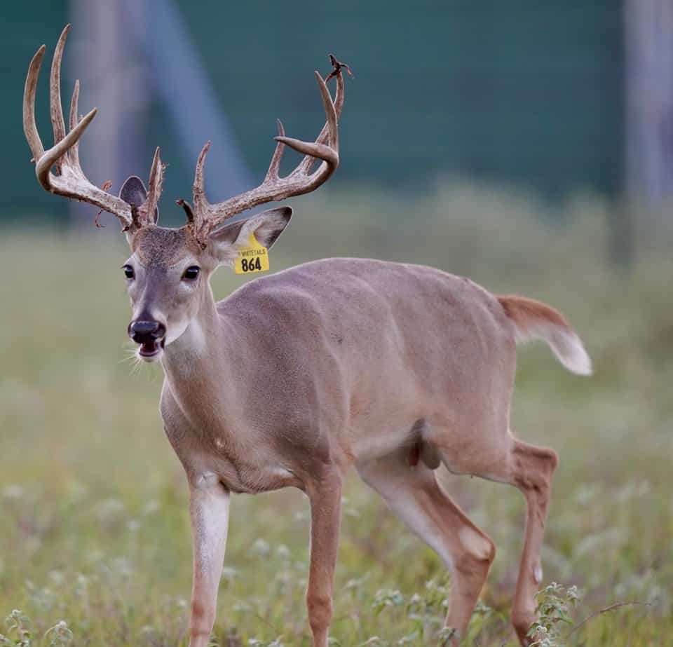 Whitetail yearling Yellow 864 in the pen on our Texas deer farm.