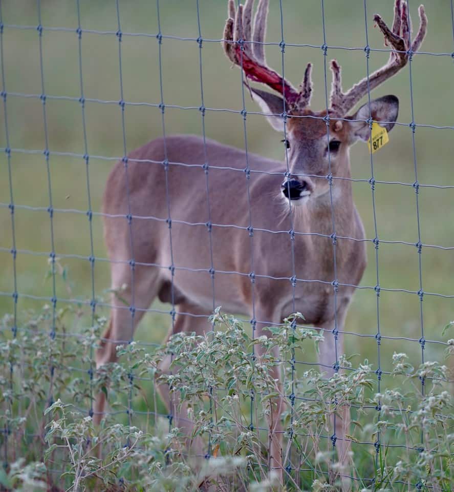 Whitetail yearling Yellow 877 in the pen on our Texas deer breeder farm.