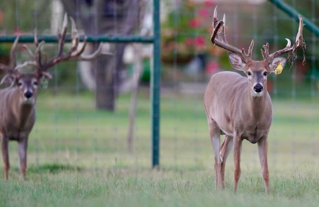 Whitetail yearling Yellow 878 in the pen on our Texas deer breeders farm.