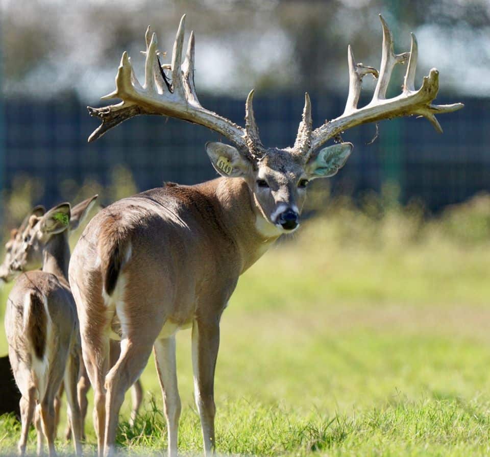 McGeorgous on our Texas deer farm