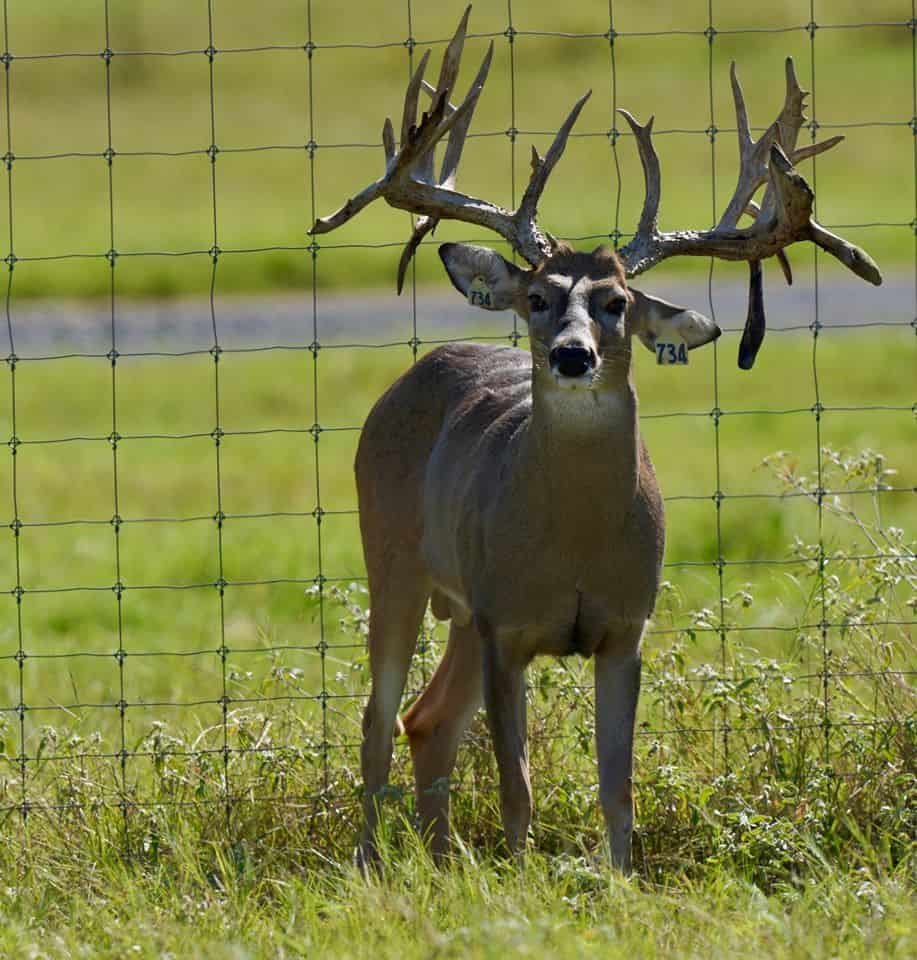 Breeder buck yellow 734 on our deer breeding farm in Texas
