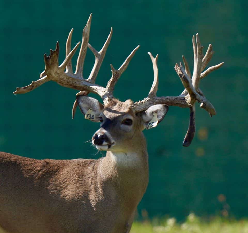 Buck yellow 734 on our Texas deer breeding farm