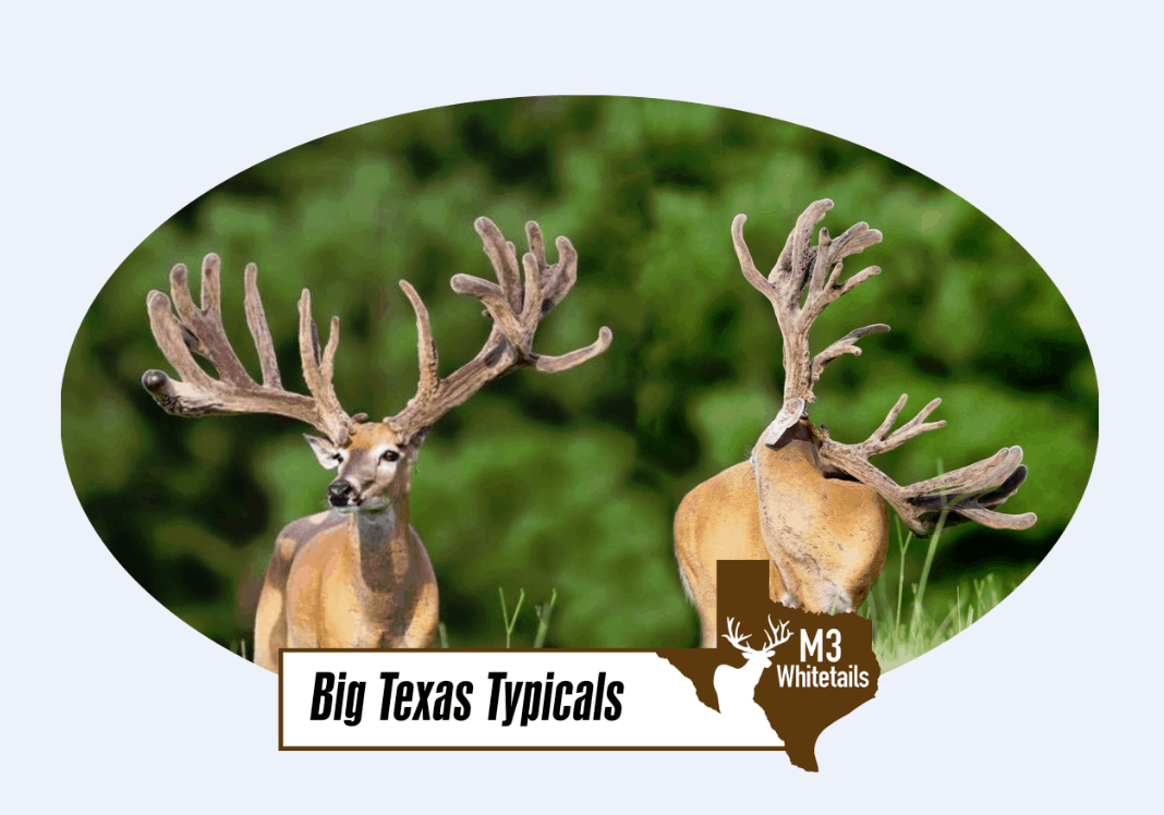 Breeder buck McNificent sire buck is not too shabby on our Texas deer farm.