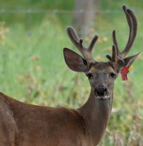 This M3 Whitetails buck is growing out nicely at our Texas whitetail deer farm.  M3 Whitetails are Texas deer breeders that specialize in raising and selling whitetail Breeder Bucks, whitetail DMP Bucks, whitetail Stocker Bucks, as well as open and bred whitetail does. Big Texas Typicals are what buyers want when buying Texas DMP Bucks, Stocker Bucks, and Breeder Bucks.  Our whitetail deer for sale are sure to impress prospective buyers and are priced competitively.