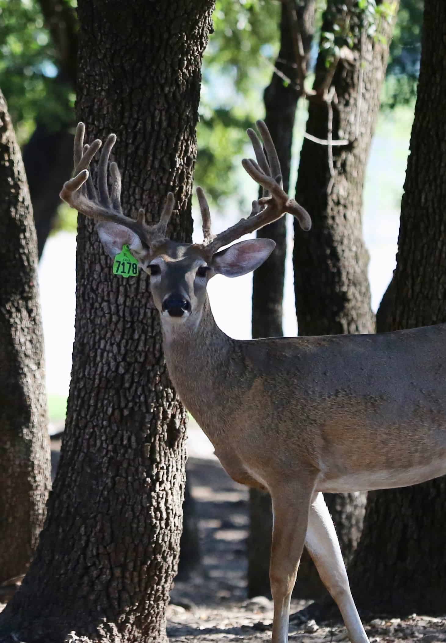 M3-Green 7178 is listed among our featured Breeder Bucks here on our Texas deer breeding farm.