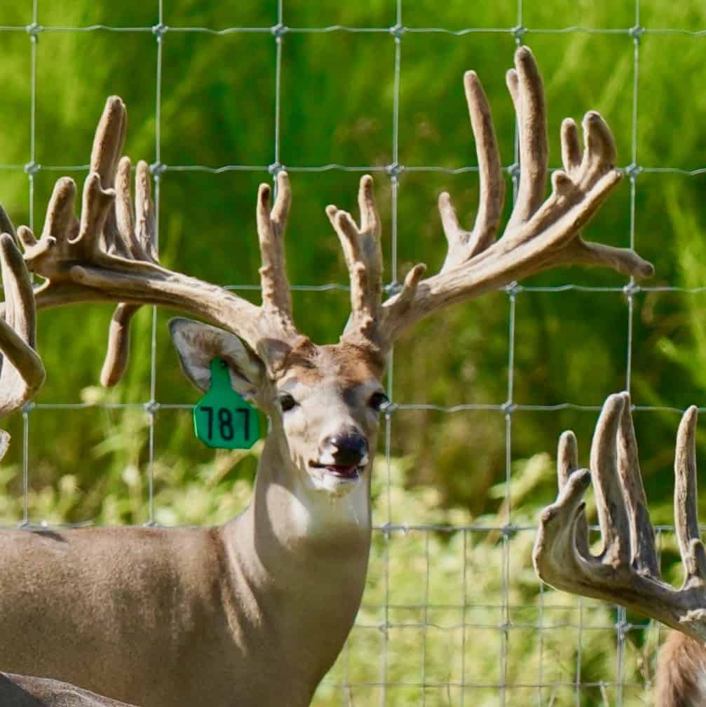 Listed among our featured Breeder Bucks here on our deer farm in Texas, Green 787 represents just one of our high quality whitetail deer with exceptional genetic lines.