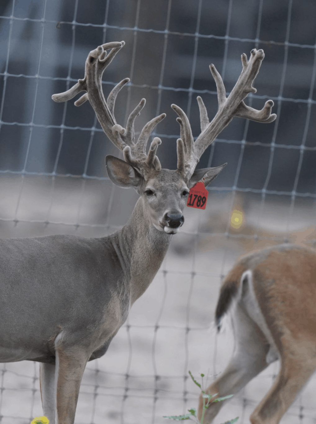 M3-Red 1789 is among our premium 2017 whitetail bucks for sale on our Texas Deer Farm.