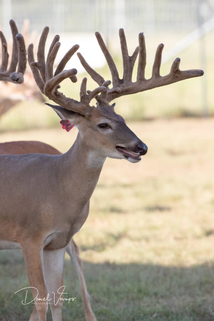 SureFire, a whitetail breeder bucks on our Texas deer farm.