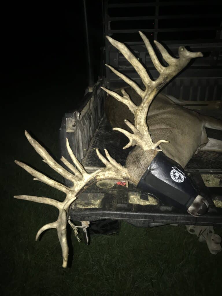 A new arrival to our whitetail deer farm in Texas is Breeder buck SureFire. 