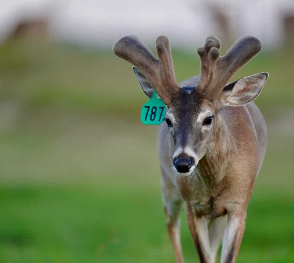 Starting to grow out here on our Texas deer farm, is Green 787. He is listed among our outstanding whitetail Breeder Bucks and represents just some of our high quality genetic lines.