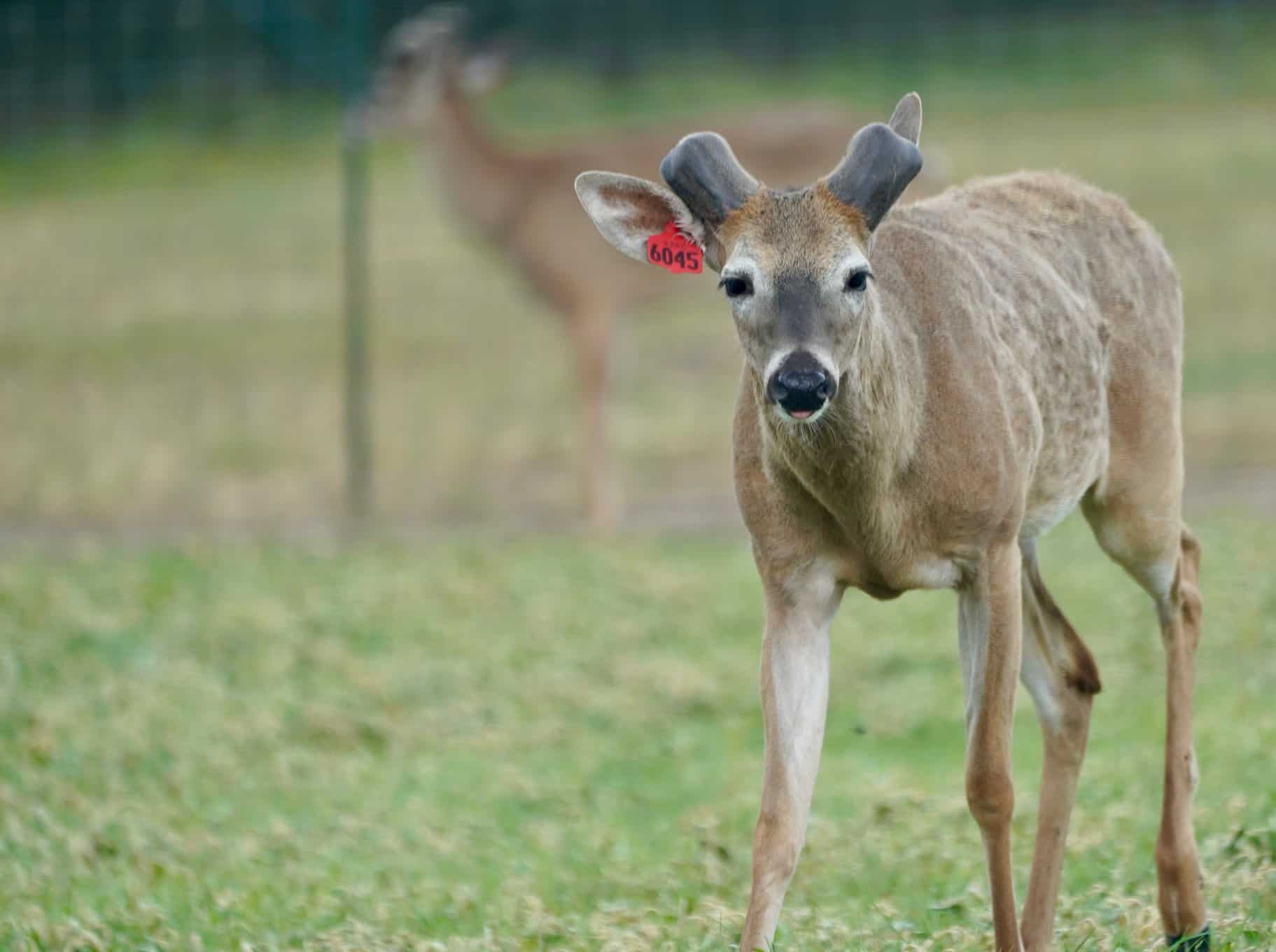 Breeder buck M3 Horizon-Certified is starting to grow out here on our Texas deer farm. He is listed among our outstanding whitetail Breeder Bucks for Sale and represents just some of our high quality genetic lines.
