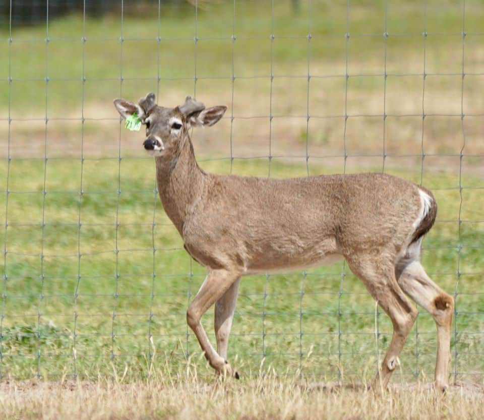 Starting to grow out here on our Texas deer farm, is M3-Green 7178. He is listed among our outstanding whitetail Breeder Bucks and represents just some of our high quality genetic lines.