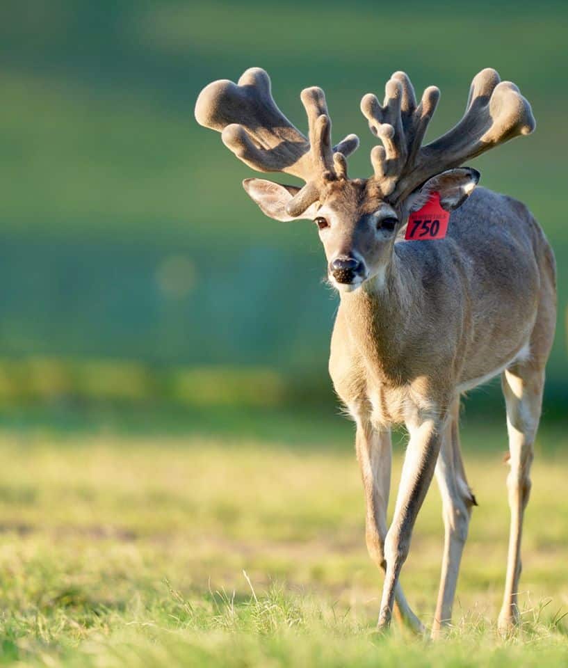 Starting to grow out here on our Texas deer farm, is M3-Red 750. As a whitetail deer breeder, M3-Red 750 with his outstanding genetic lines, is featured among our premier whitetail deer for sale.