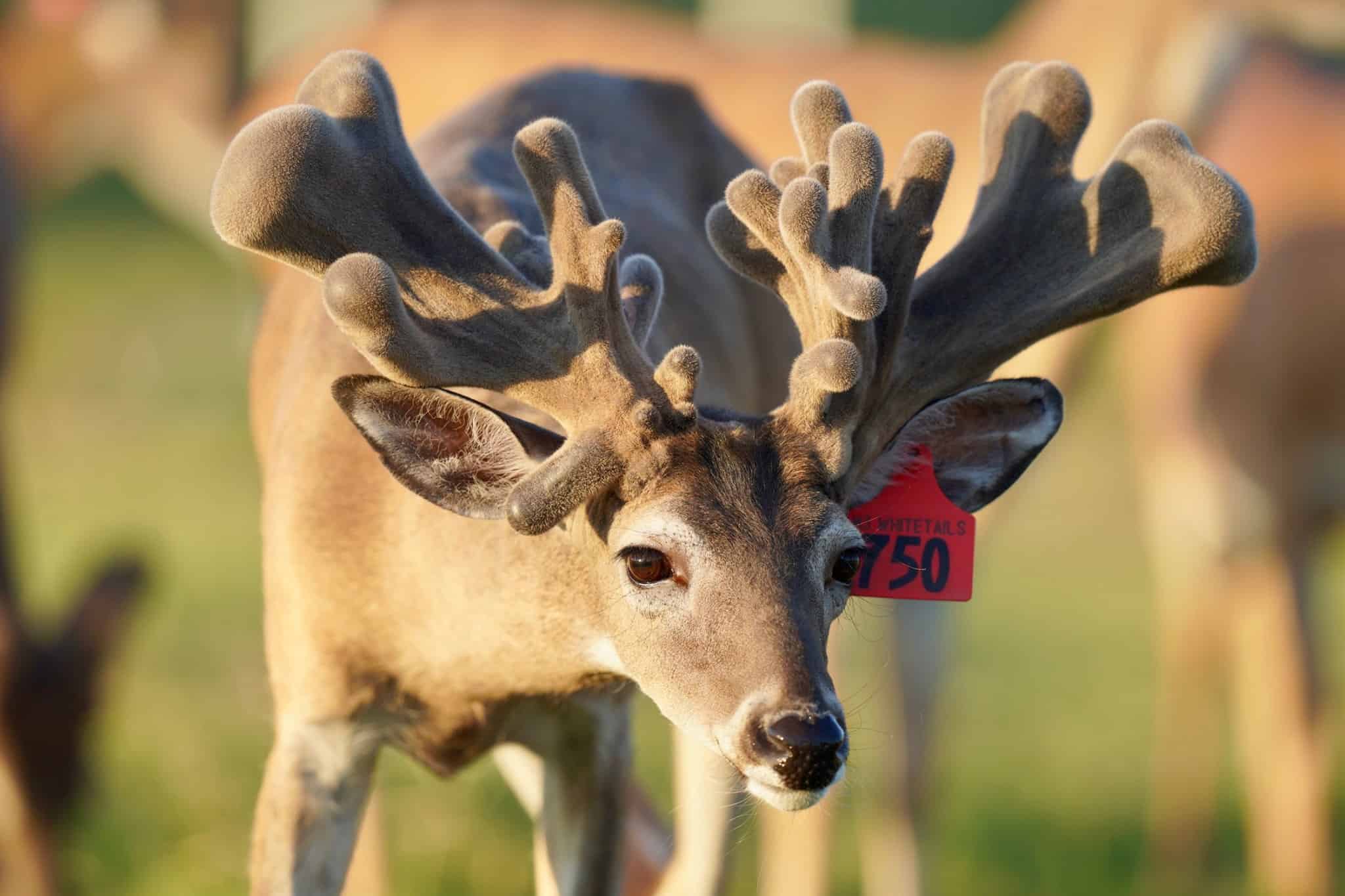 Whitetail buck M3-Red 750 is making a good show on our Texas deer farm. As a Big Texas Typical deer breeder, M3-Red 750 with his outstanding genetic lines, is featured among our premier whitetail deer for sale.
