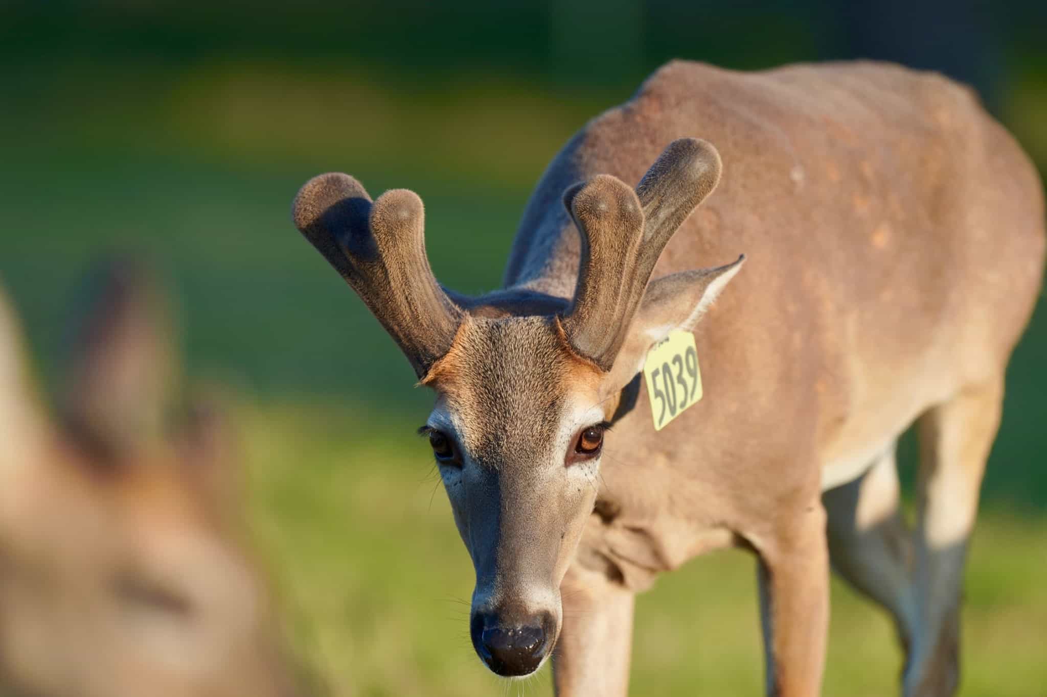 Starting to grow out here on our Texas deer farm, is McNificent. He is listed among our outstanding whitetail Breeder Bucks and represents just some of our high quality genetic lines.