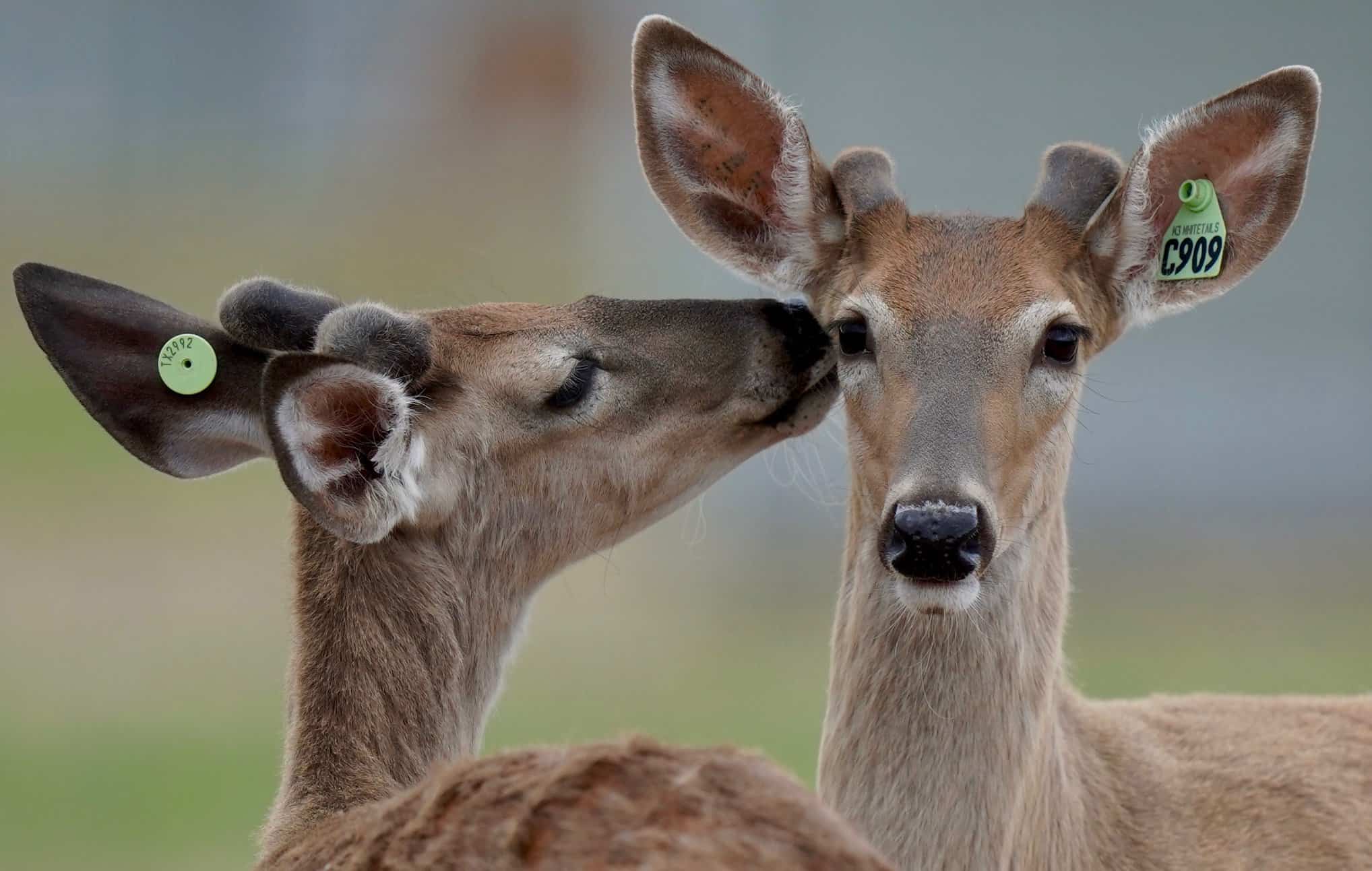 Breeder Buck Magnificent son, M3-Green C909 is looking to make his dad proud this year.