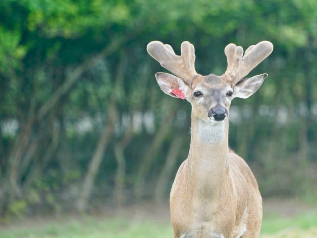 Starting to grow out here on our Texas deer farm, is SureFire. He is listed among our outstanding whitetail Breeder Bucks and represents just some of our high quality genetic lines.