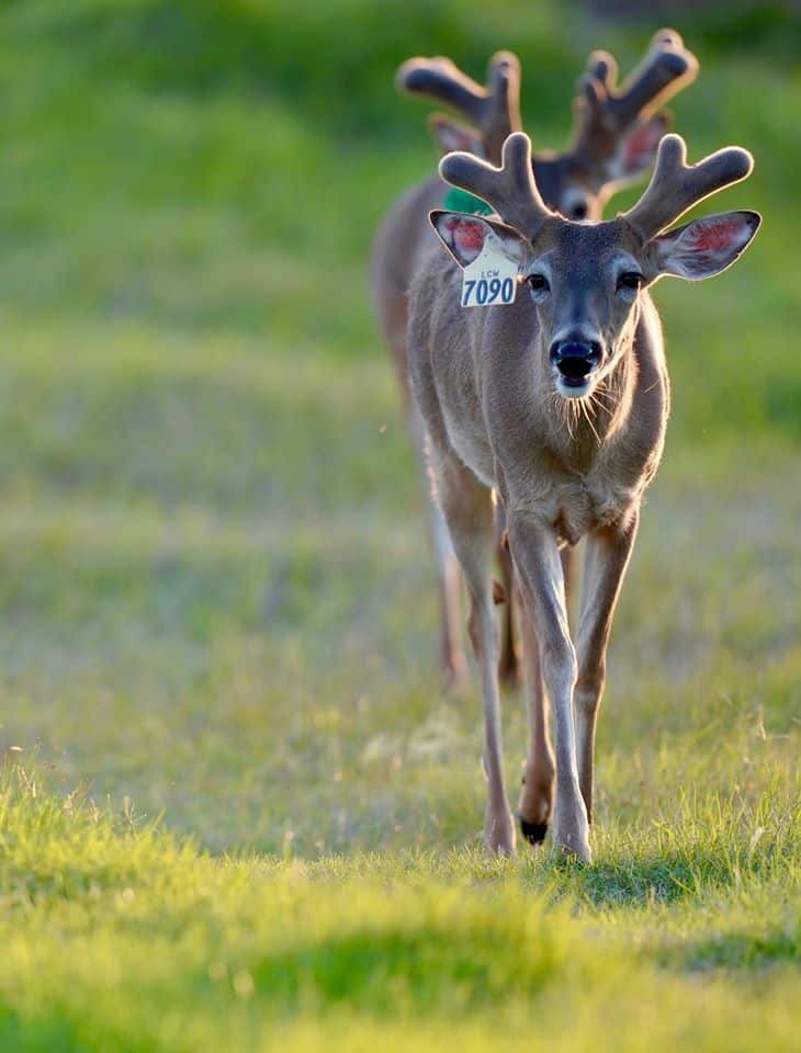 Whitetail breeder buck WHT 7090 is growing out nicely on our Texas deer farm!