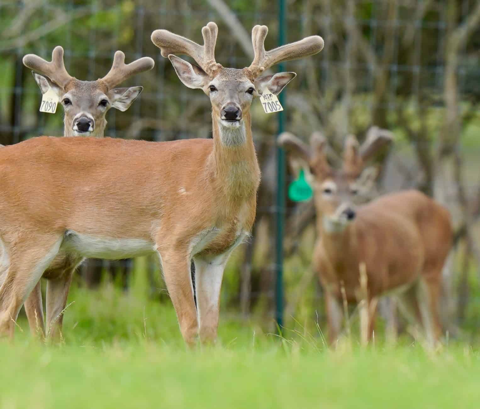 Starting to grow out here on our Texas deer farm, is two year old M3-Yellow 7005. He is listed among our outstanding whitetail deer for sale and his pedigree represents just some of our high quality genetic lines.