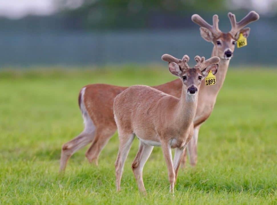 On our deer farm in Texas, these two year old whitetail bucks are making an excellent showing!