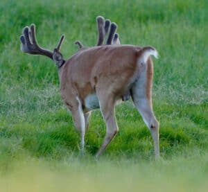 This M3 Whitetails buck is growing out nicely at our Texas whitetail deer farm.  M3 Whitetails are Texas deer breeders that specialize in raising and selling whitetail Breeder Bucks, whitetail DMP Bucks, whitetail Stocker Bucks, as well as open and bred whitetail does. Big Texas Typicals are what buyers want when buying Texas DMP Bucks, Stocker Bucks, and Breeder Bucks.  Our whitetail deer for sale are sure to impress prospective buyers and are priced competitively.