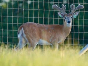 This M3 Whitetails buck is growing out nicely at our Texas whitetail deer farm.  M3 Whitetails are Texas deer breeders that specialize in raising and selling whitetail Breeder Bucks, whitetail DMP bucks, whitetail Stocker Bucks, as well as open and bred whitetail does. Big Texas Typicals are what buyers want when buying Texas DMP Bucks, Stocker Bucks, and Breeder Bucks.  Our whitetail deer for sale are sure to impress prospective buyers and are priced competitively.