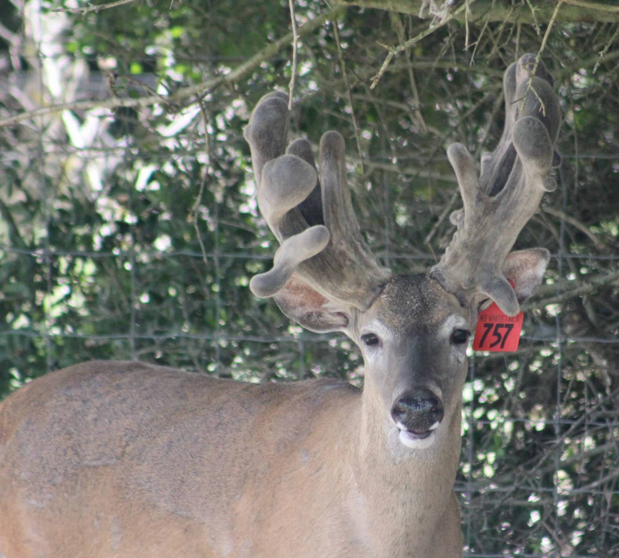 This M3 Whitetail buck is growing out nicely on our deer farm in Texas, where as deer breeders we specialize in raising Big Texas Typicals with exceptional genetic lines in their pedigrees and are featured among our whitetail Deer for Sale.