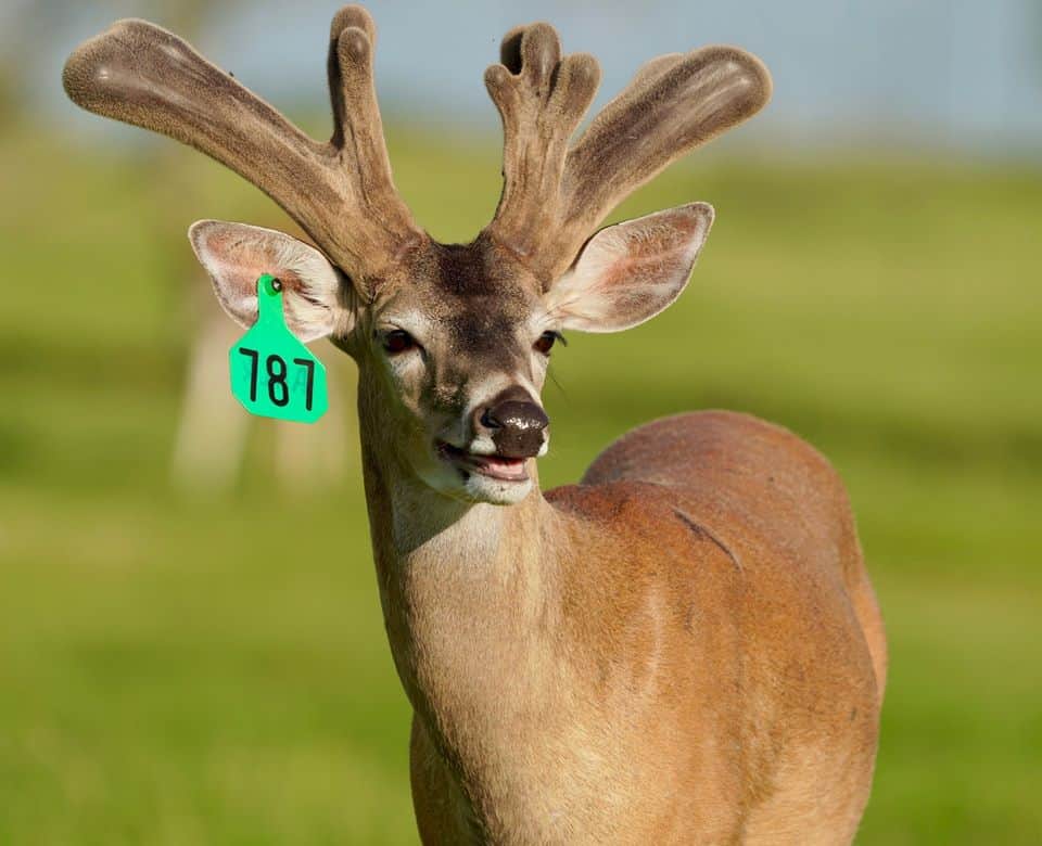 Starting to grow out here on our Texas deer farm, is whitetail deer M3-Green 787. He is highlighted among our outstanding whitetail Breeder Bucks and his pedigree represents just some of our high quality genetic lines.