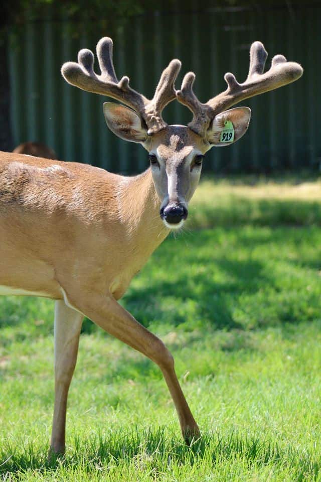 This M3 Whitetails buck is growing out nicely at our Texas whitetail deer farm.  M3 Whitetails are Texas deer breeders that specialize in raising and selling whitetail Breeder Bucks, whitetail DMP Bucks, whitetail Stocker Bucks, as well as open and bred whitetail does. Big Texas Typicals are what buyers want when buying Texas DMP Bucks, Stocker Bucks, and Breeder Bucks.  Our whitetail deer for sale are sure to impress prospective buyers and are priced competitively.