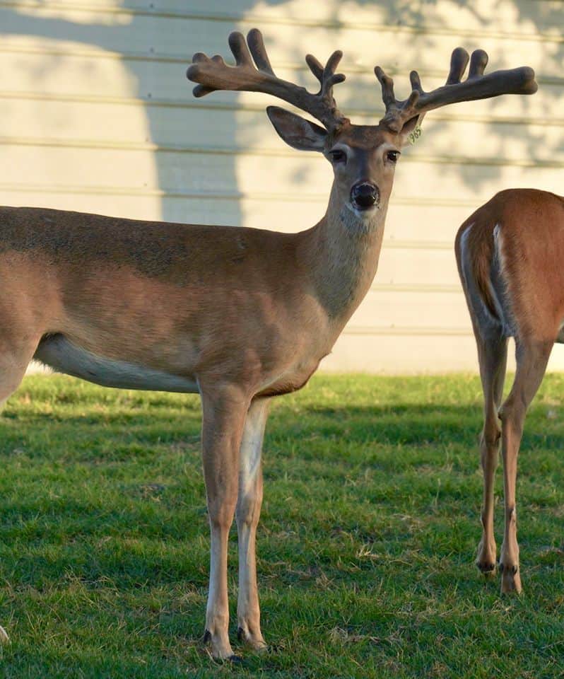 This M3 Whitetails buck is growing out nicely at our Texas whitetail deer farm.  M3 Whitetails are Texas deer breeders that specialize in raising and selling whitetail Breeder Bucks, whitetail DMP Bucks, whitetail Stocker Bucks, as well as open and bred whitetail does. Big Texas Typicals are what buyers want when buying Texas DMP Bucks, Stocker Bucks, and Breeder Bucks.  Our whitetail deer for sale are sure to impress prospective buyers and are priced competitively.