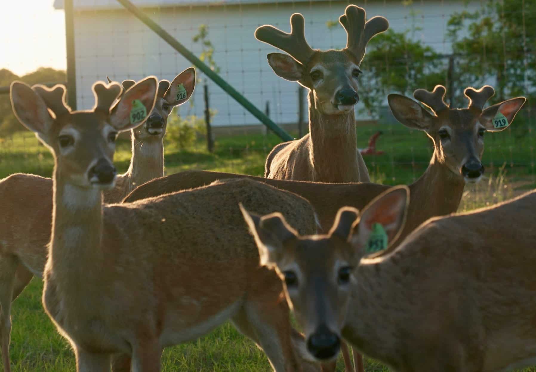In our 2019 buck pen and starting to grow out on our Texas deer breeding farm are M3-Green 902, 916, 919, 951, showcasing their exceptional pedigrees among our whitetail deer for sale.