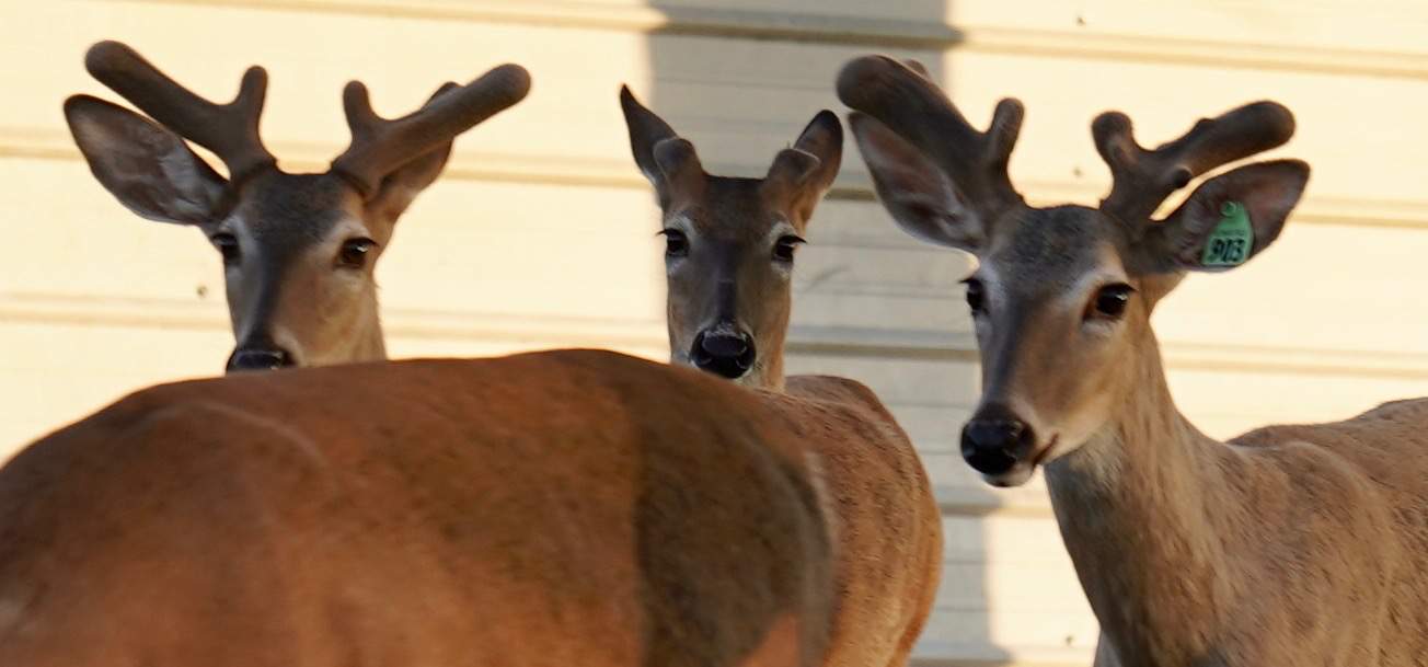 Starting to grow out in our 2019 buck pen on our deer farm in Texas are M3-Green 903 and peers.  Featured among our exceptional whitetail deer for sale which highlights their superb genetic lines.