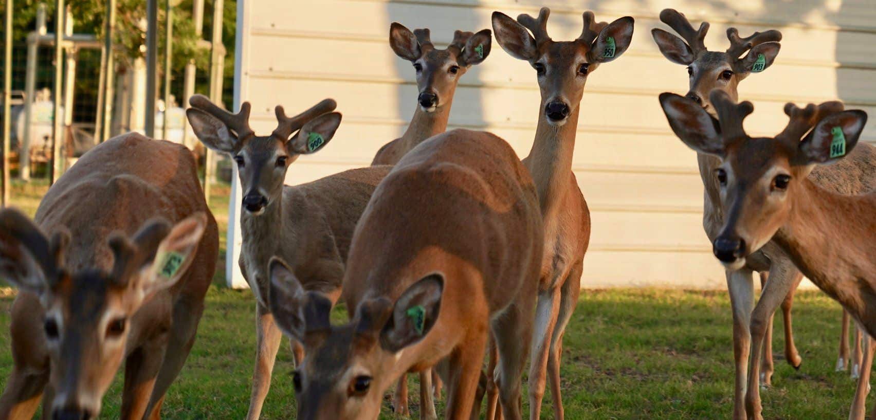 Starting to grow out in our 2019 buck pen on our deer farm in Texas are M3-Green 900, 903, 944, 950, 973. They are featured among our outstanding whitetail bucks for sale and their pedigrees represent some of McNificent’s high quality genetic lines.