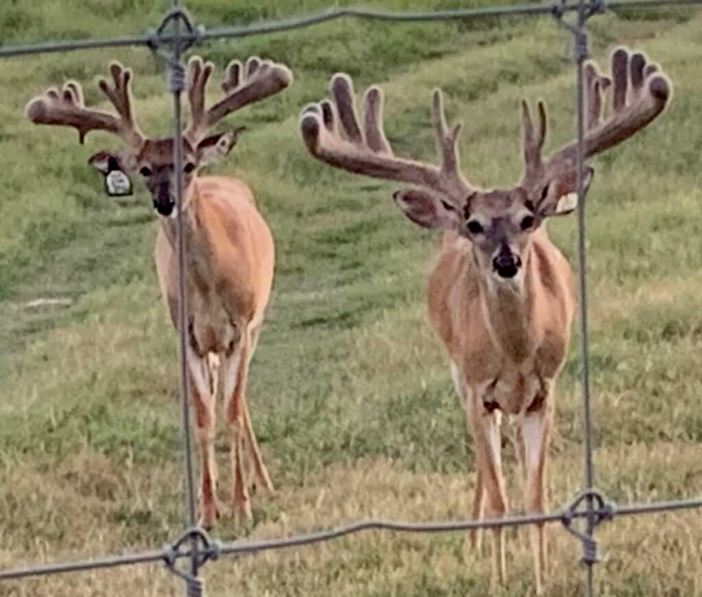 These M3 Whitetails bucks are growing out nicely at our Texas whitetail deer farm.  M3 Whitetails are Texas deer breeders that specialize in raising and selling whitetail Breeder Bucks, whitetail DMP Bucks, whitetail Stocker Bucks, as well as open and bred whitetail does. Big Texas Typicals are what buyers want when buying Texas DMP Bucks, Stocker Bucks, and Breeder Bucks.  Our whitetail deer for sale are sure to impress prospective buyers and are priced competitively.