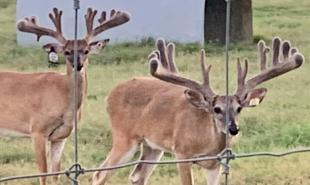 These M3 Whitetails bucks are growing out nicely at our Texas whitetail deer farm.  M3 Whitetails are Texas deer breeders that specialize in raising and selling whitetail Breeder Bucks, whitetail DMP Bucks, whitetail Stocker Bucks, as well as open and bred whitetail does. Big Texas Typicals are what buyers want when buying Texas DMP Bucks, Stocker Bucks, and Breeder Bucks.  Our whitetail deer for sale are sure to impress prospective buyers and are priced very competitively.