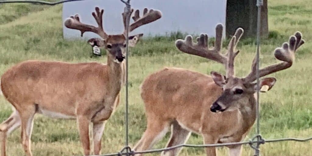 These M3 Whitetails bucks are growing out nicely at our Texas whitetail deer farm.  M3 Whitetails are Texas deer breeders that specialize in raising and selling whitetail Breeder Bucks, whitetail DMP Bucks, whitetail Stocker Bucks, as well as open and bred whitetail does. Big Texas Typicals are what buyers want when buying Texas DMP Bucks, Stocker Bucks, and Breeder Bucks.  Our whitetail deer for sale are sure to impress prospective buyers and are priced competitively.