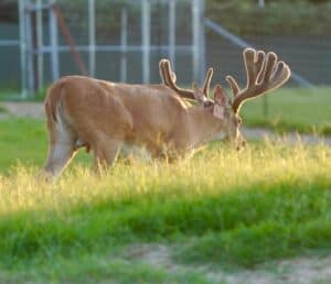 This M3 Whitetails buck is growing out nicely at our Texas whitetail deer farm.  M3 Whitetails are Texas deer breeders that specialize in raising and selling whitetail Breeder Bucks, whitetail DMP bucks, whitetail Stocker Bucks, as well as open and bred whitetail does. Big Texas Typicals are what buyers want when buying Texas DMP Bucks, Stocker Bucks, and Breeder Bucks.  Our whitetail deer for sale are sure to impress prospective buyers and are priced competitively.