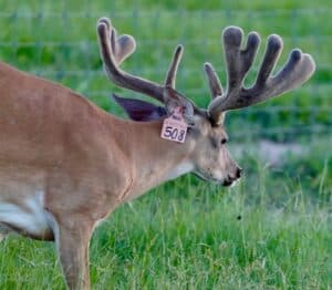 This M3 Whitetails buck is growing out nicely at our Texas whitetail deer farm.  M3 Whitetails are Texas deer breeders that specialize in raising and selling whitetail Breeder Bucks, whitetail DMP Bucks, whitetail Stocker Bucks, as well as open and bred whitetail does. Big Texas Typicals are what buyers want when buying Texas DMP Bucks, Stocker Bucks, and Breeder Bucks.  Our whitetail deer for sale are sure to impress prospective buyers and are priced competitively.