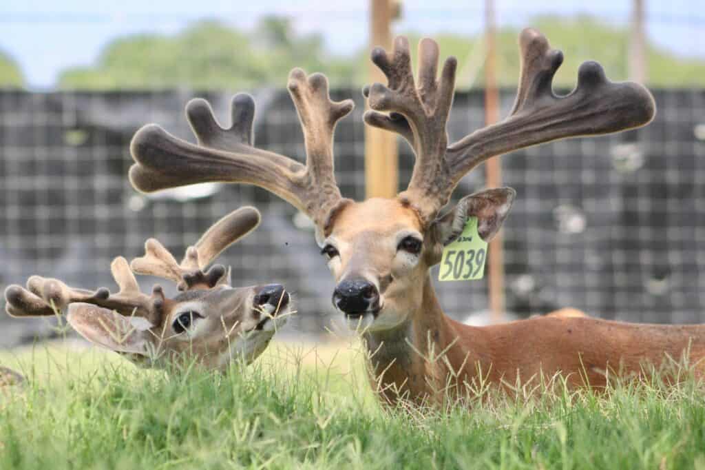 These M3 Whitetails bucks are growing out nicely at our Texas whitetail deer farm.  M3 Whitetails are Texas deer breeders that specialize in raising and selling whitetail Breeder Bucks, whitetail DMP Bucks, whitetail Stocker Bucks, as well as open and bred whitetail does. Big Texas Typicals are what buyers want when buying Texas DMP Bucks, Stocker Bucks, and Breeder Bucks.  Our whitetail deer for sale are sure to impress prospective buyers and are priced competitively.