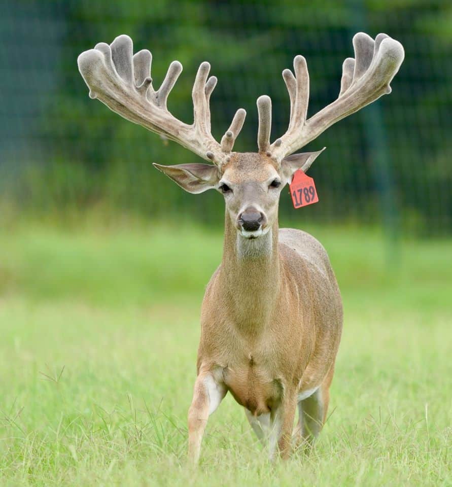 This M3 Whitetails buck is growing out nicely at our Texas whitetail deer farm. M3 Whitetails are Texas deer breeders that specialize in raising and selling whitetail Breeder Bucks, whitetail DMP bucks, whitetail Stocker Bucks, as well as open and bred whitetail does. Big Texas Typicals are what buyers want when buying Texas DMP Bucks, Stocker Bucks, and Breeder Bucks. Our whitetail deer for sale are sure to impress prospective buyers and are priced competitively.